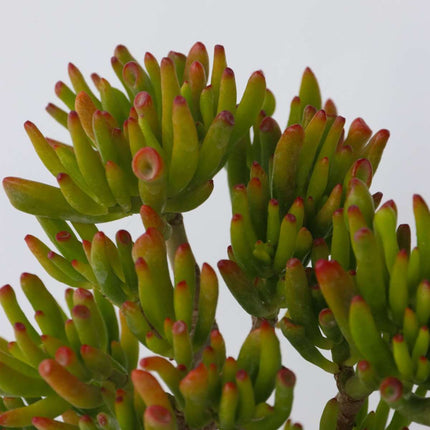 Ookch Arbre De Jade - Lot 2 - Crassula Ovata 'Hobbit' - Hauteur 10-20Cm - ⌀12Cm