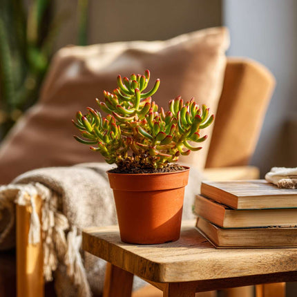 Ookch Arbre De Jade - Lot 2 - Crassula Ovata 'Hobbit' - Hauteur 10-20Cm - ⌀12Cm