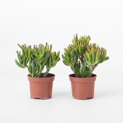 Ookch Arbre De Jade - Lot 2 - Crassula Ovata 'Hobbit' - Hauteur 10-20Cm - ⌀12Cm