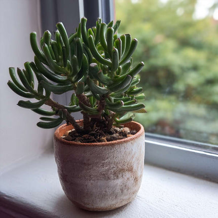 Ookch Arbre De Jade - Lot 2 - Crassula Ovata 'Hobbit' - Hauteur 10-20Cm - ⌀12Cm