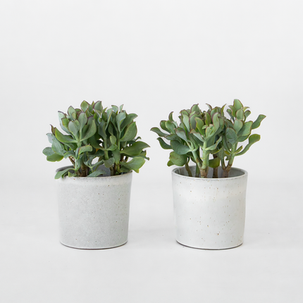 Ookch Plante De Jade - Lot De 2 - Crassula Arborescens 'Curly' - Pot 12 Cm