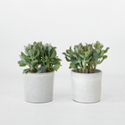 Ookch Plante De Jade - Lot De 2 - Crassula Arborescens 'Curly' - Pot 12 Cm