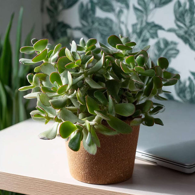Ookch Plante De Jade - Lot De 2 - Crassula Arborescens 'Curly' - Pot 12 Cm