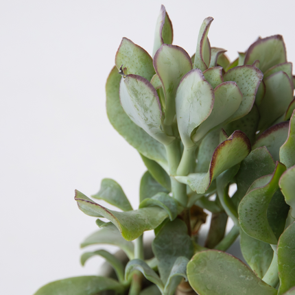 Ookch Plante De Jade - Lot De 2 - Crassula Arborescens 'Curly' - Pot 12 Cm