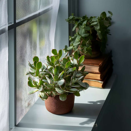 Ookch Plante De Jade - Lot De 2 - Crassula Arborescens 'Curly' - Pot 12 Cm