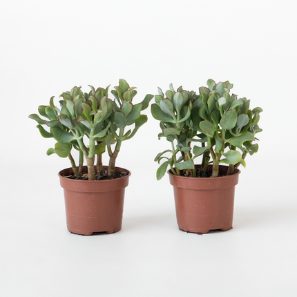 Ookch Plante De Jade - Lot De 2 - Crassula Arborescens 'Curly' - Pot 12 Cm