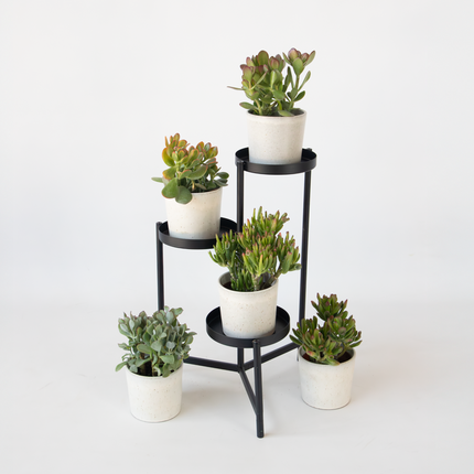 Ookch Plante De Jade - Lot De 2 - Crassula Arborescens 'Curly' - Pot 12 Cm