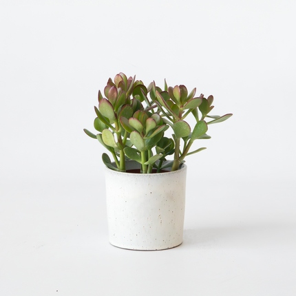 Ookch Arbre À Jade - Crassula Ovata - Hauteur 15-25Cm - Ø12Cm