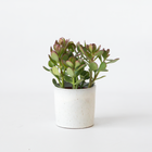 Ookch Arbre À Jade - Crassula Ovata - Hauteur 15-25Cm - Ø12Cm