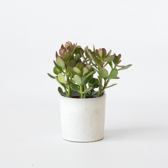 Ookch Arbre À Jade - Crassula Ovata - Hauteur 15-25Cm - Ø12Cm