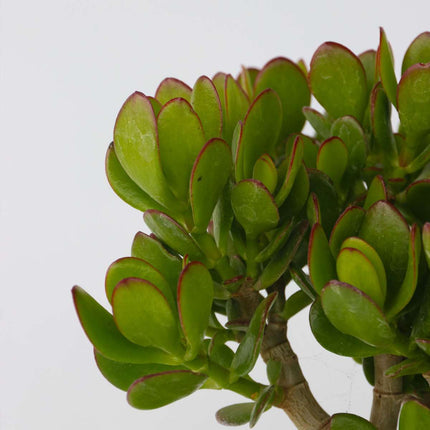 Ookch Arbre À Jade - Crassula Ovata - Hauteur 15-25Cm - Ø12Cm