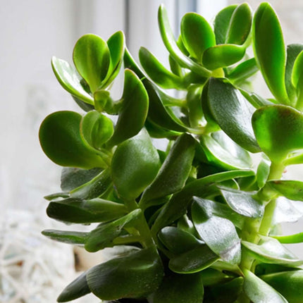 Ookch Arbre À Jade - Crassula Ovata - Hauteur 15-25Cm - Ø12Cm