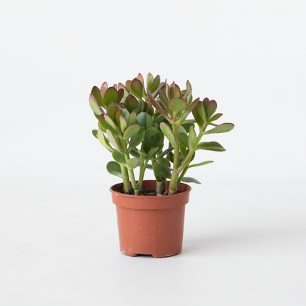 Ookch Arbre À Jade - Crassula Ovata - Hauteur 15-25Cm - Ø12Cm
