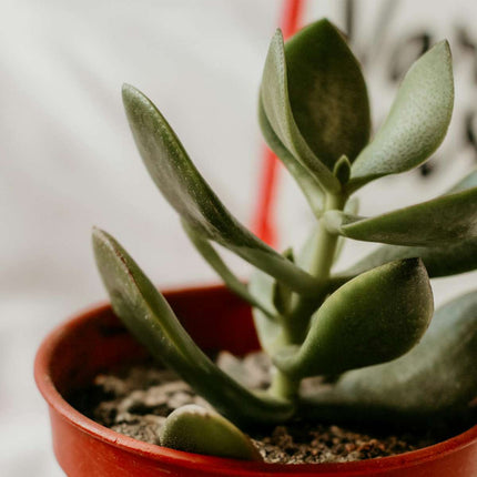 Ookch Arbre À Jade - Crassula Ovata - Hauteur 15-25Cm - Ø12Cm