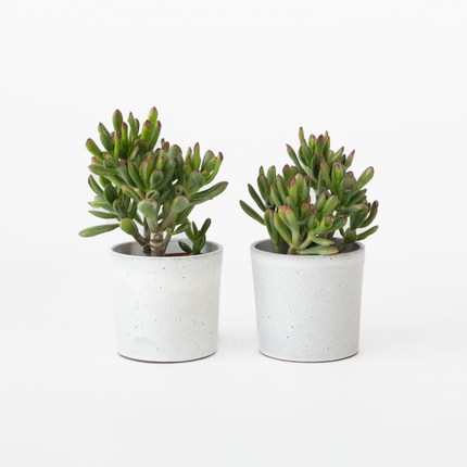 Ookch Plante De Jade - Lot De 2 - Crassula Ovata 'Gollum' - Hauteur 15-25Cm - Pot 12Cm