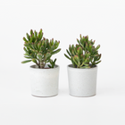 Ookch Plante De Jade - Lot De 2 - Crassula Ovata 'Gollum' - Hauteur 15-25Cm - Pot 12Cm