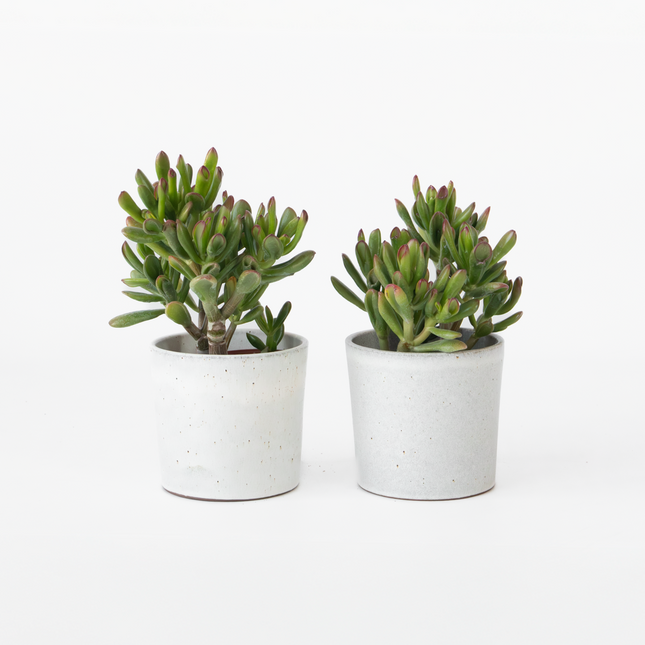 Ookch Plante De Jade - Lot De 2 - Crassula Ovata 'Gollum' - Hauteur 15-25Cm - Pot 12Cm