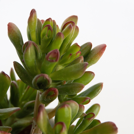 Ookch Plante De Jade - Lot De 2 - Crassula Ovata 'Gollum' - Hauteur 15-25Cm - Pot 12Cm