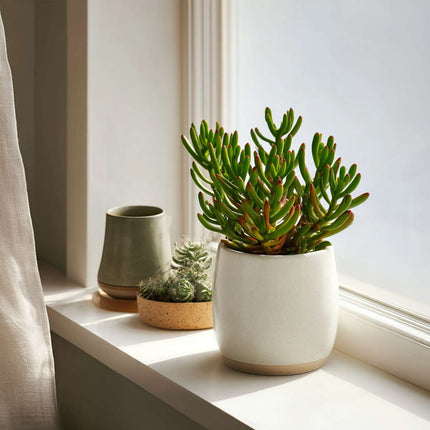 Ookch Plante De Jade - Lot De 2 - Crassula Ovata 'Gollum' - Hauteur 15-25Cm - Pot 12Cm