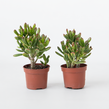 Ookch Plante De Jade - Lot De 2 - Crassula Ovata 'Gollum' - Hauteur 15-25Cm - Pot 12Cm