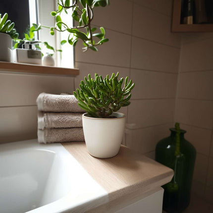 Ookch Plante De Jade - Lot De 2 - Crassula Ovata 'Gollum' - Hauteur 15-25Cm - Pot 12Cm