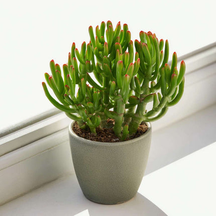 Ookch Plante De Jade - Lot De 2 - Crassula Ovata 'Gollum' - Hauteur 15-25Cm - Pot 12Cm