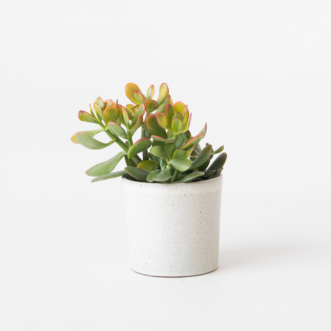 Ookch Arbre De Jade - Crassula Ovata 'Sunset' - Hauteur 15-20Cm - ⌀12Cm