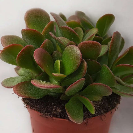 Ookch Arbre De Jade - Crassula Ovata 'Sunset' - Hauteur 15-20Cm - ⌀12Cm