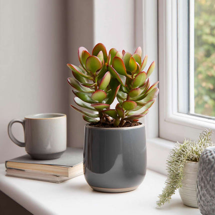 Ookch Arbre De Jade - Crassula Ovata 'Sunset' - Hauteur 15-20Cm - ⌀12Cm