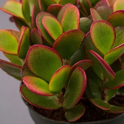 Ookch Arbre De Jade - Crassula Ovata 'Sunset' - Hauteur 15-20Cm - ⌀12Cm