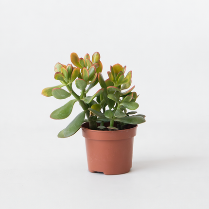 Ookch Arbre De Jade - Crassula Ovata 'Sunset' - Hauteur 15-20Cm - ⌀12Cm