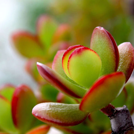 Ookch Arbre De Jade - Crassula Ovata 'Sunset' - Hauteur 15-20Cm - ⌀12Cm