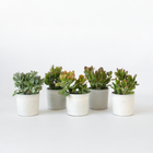 Ookch Arbre À Argent - Mix 5 Crassula Ovata - H. 10-25 Cm - Pot 12 Cm