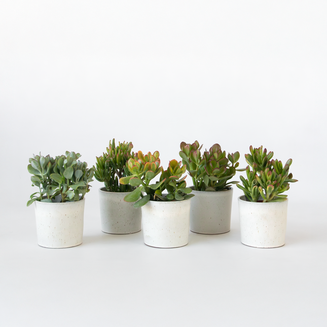 Ookch Arbre À Argent - Mix 5 Crassula Ovata - H. 10-25 Cm - Pot 12 Cm