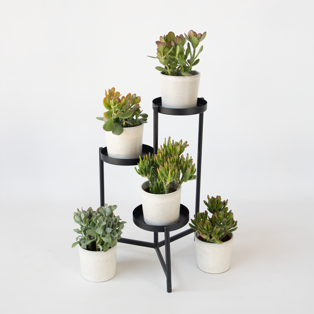 Ookch Arbre À Argent - Mix 5 Crassula Ovata - H. 10-25 Cm - Pot 12 Cm