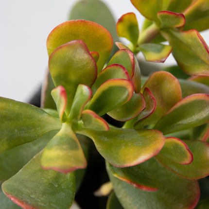 Ookch Arbre À Argent - Mix 5 Crassula Ovata - H. 10-25 Cm - Pot 12 Cm