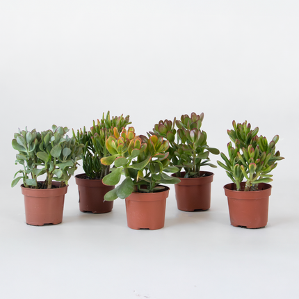 Ookch Arbre À Argent - Mix 5 Crassula Ovata - H. 10-25 Cm - Pot 12 Cm