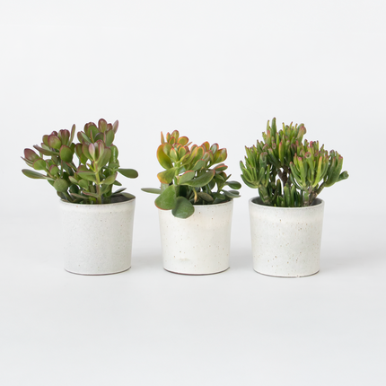 Ookch Arbre De Jade - Lot 3 - Crassula Minor,Hobbit,Sunset - Hauteur 10-25Cm - Ø12Cm