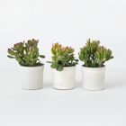 Ookch Arbre De Jade - Lot 3 - Crassula Minor,Hobbit,Sunset - Hauteur 10-25Cm - Ø12Cm