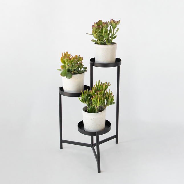 Ookch Arbre De Jade - Lot 3 - Crassula Minor,Hobbit,Sunset - Hauteur 10-25Cm - Ø12Cm