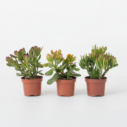 Ookch Arbre De Jade - Lot 3 - Crassula Minor,Hobbit,Sunset - Hauteur 10-25Cm - Ø12Cm