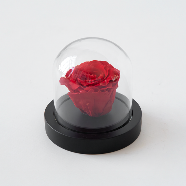 Alleu Rose Rouge Préservée Sous Cloche En Verre - Véritable Rose - Cadeau De Luxe