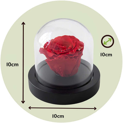 Alleu Rose Rouge Préservée Sous Cloche En Verre - Véritable Rose - Cadeau De Luxe