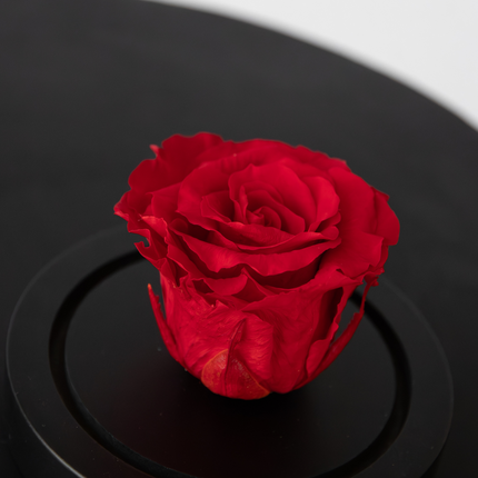 Alleu Rose Rouge Préservée Sous Cloche En Verre - Véritable Rose - Cadeau De Luxe