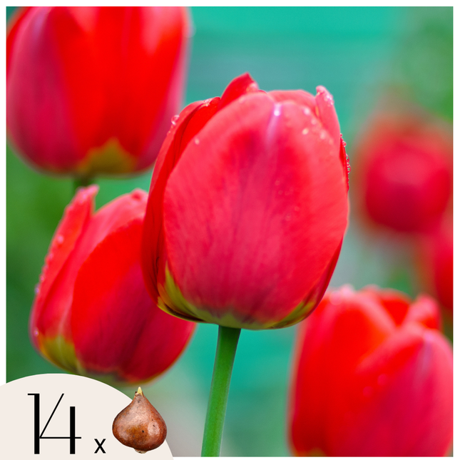 Ookch Tulipe - Set De 14 - Tulipa 'Red Impression' - Bulbes À Fleurs - Rouge
