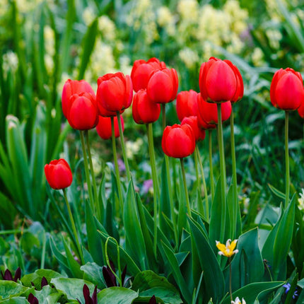 Ookch Tulipe - Set De 14 - Tulipa 'Red Impression' - Bulbes À Fleurs - Rouge