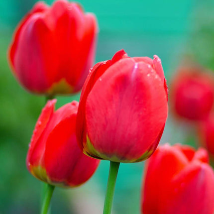 Ookch Tulipe - Set De 14 - Tulipa 'Red Impression' - Bulbes À Fleurs - Rouge