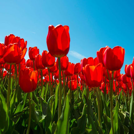 Ookch Tulipe - Set De 14 - Tulipa 'Red Impression' - Bulbes À Fleurs - Rouge