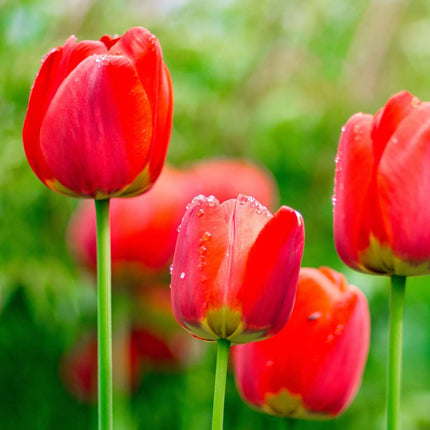 Ookch Tulipe - Set De 14 - Tulipa 'Red Impression' - Bulbes À Fleurs - Rouge