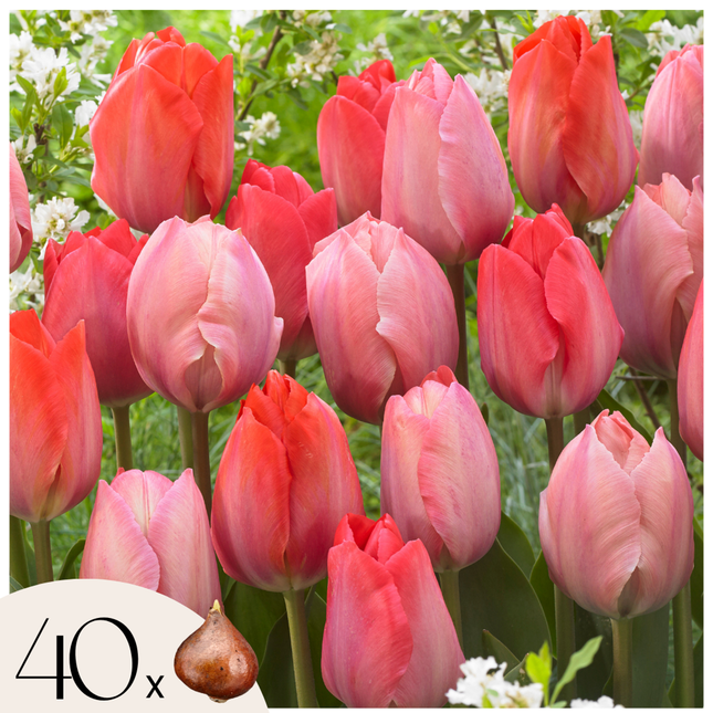 Ookch Tulipe - Set De 40 - Tulipa 'Salmon', 'Van Eijk' - Bulbes À Fleurs - Rouge